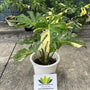 Monstera Thai Constellation - Variegated - Large Plant - Wholesale
