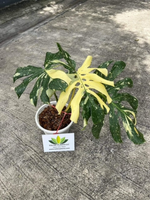 Monstera Thai Constellation - Variegated - Large Plant - Wholesale