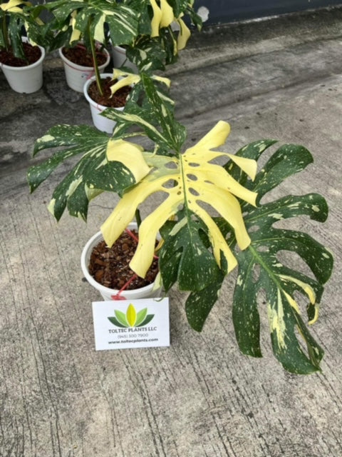 Monstera Thai Constellation - Variegated - Large Plant - Wholesale
