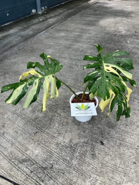Monstera Thai Constellation - Variegated - Large Plant - Wholesale