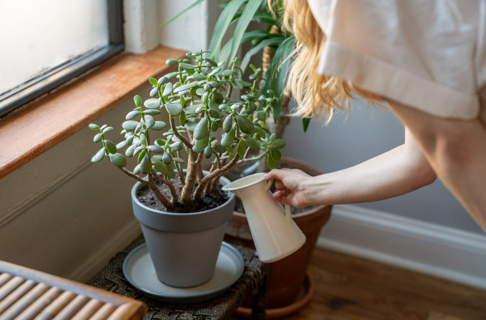 How to Care for Your Plants While You Are Away