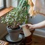How to Care for Your Plants While You Are Away