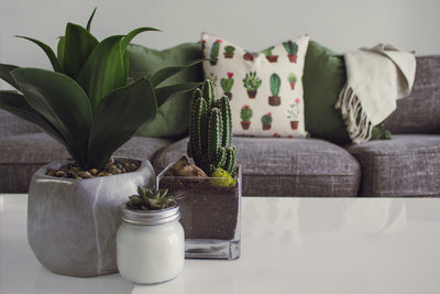 The Ultimate Guide to Choosing The Right Plant for Your Home