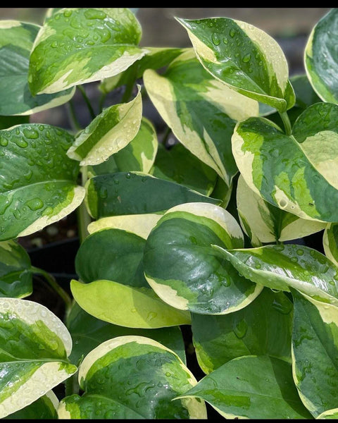 Epipremnum Manjula Mutation Poonsin