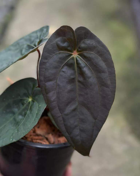 Anthurium Besseae aff X red dark Phoenix seeding