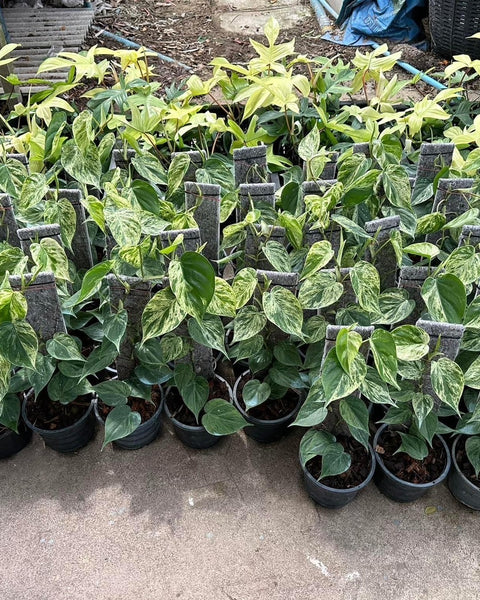 Philodendron - Hederaceum - Variegated - Wholesale