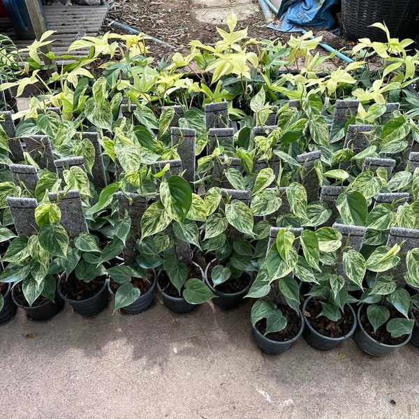 Philodendron - Hederaceum - Variegated - Wholesale