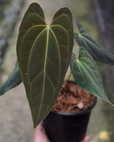 Anthurium Besseae AFF Vein X Papillilaminum