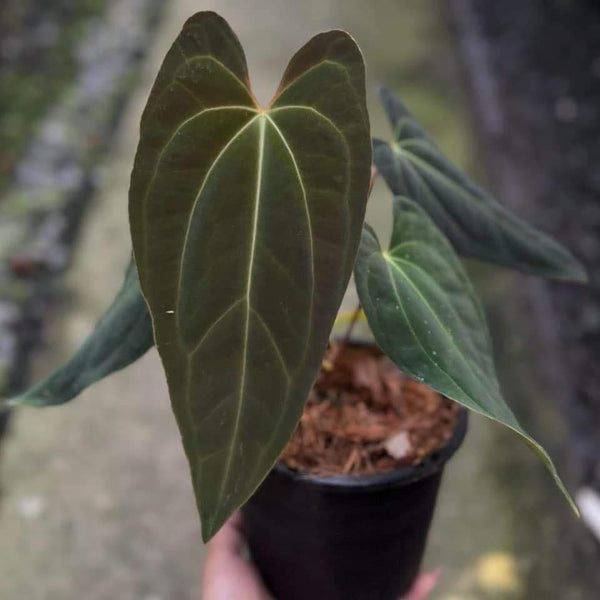 Anthurium Besseae AFF Vein X Papillilaminum