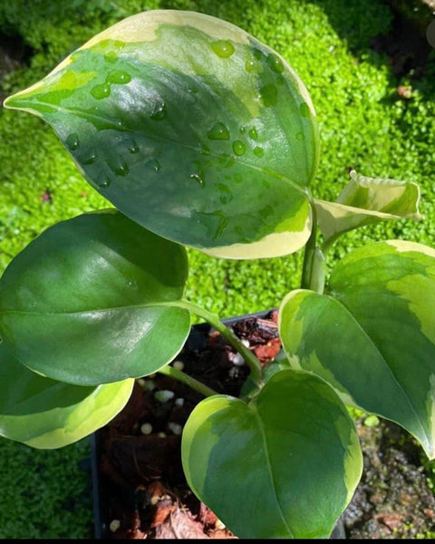 Epipremnum Manjula Mutation Poonsin