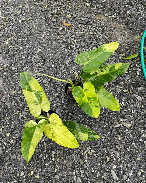 Philodendron Whipple Way