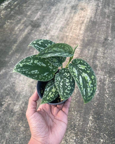 Scindapsus Argyraeus Tricolor Variegated