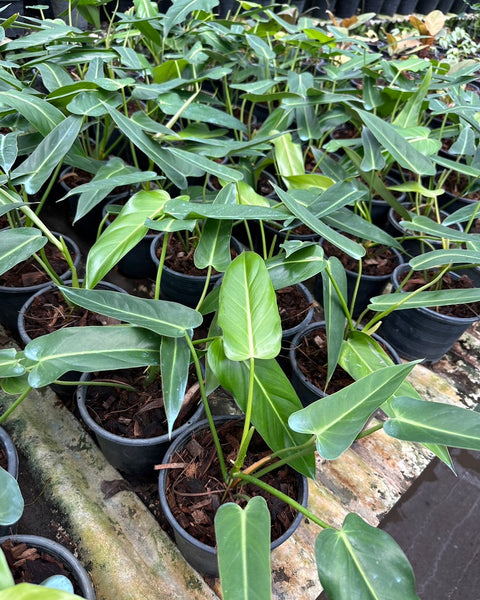 Philodendron Bernardopazii
