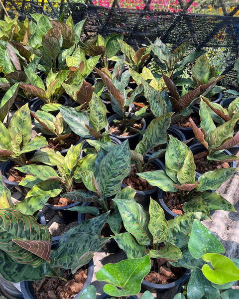 Aglaonema Green Leopard