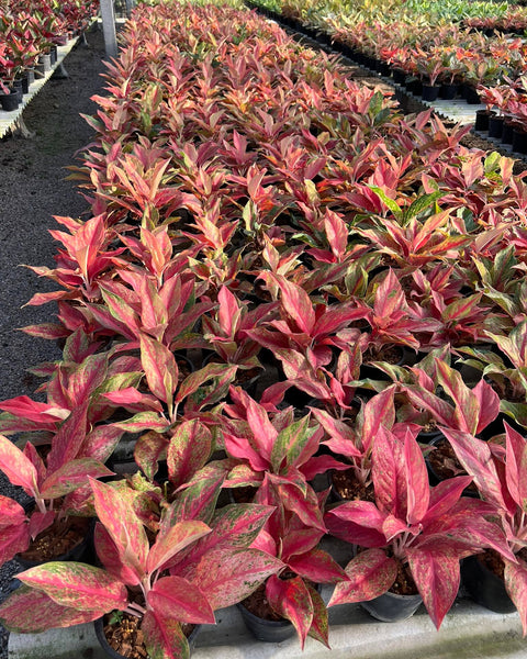 Aglaonema Red Moon