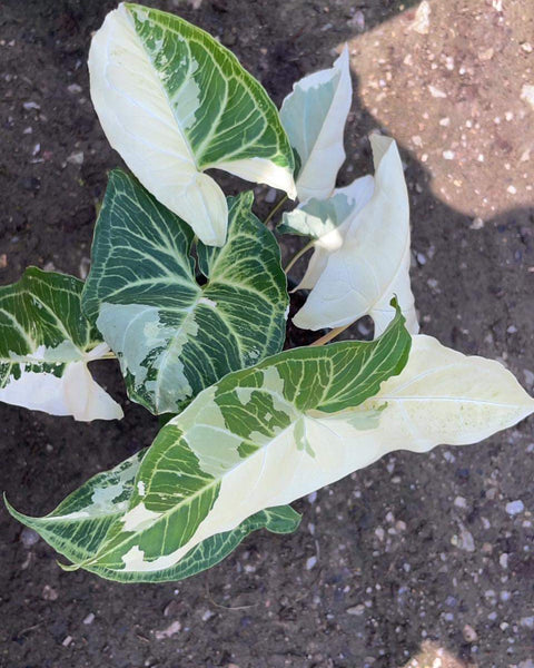 Syngonium Batik