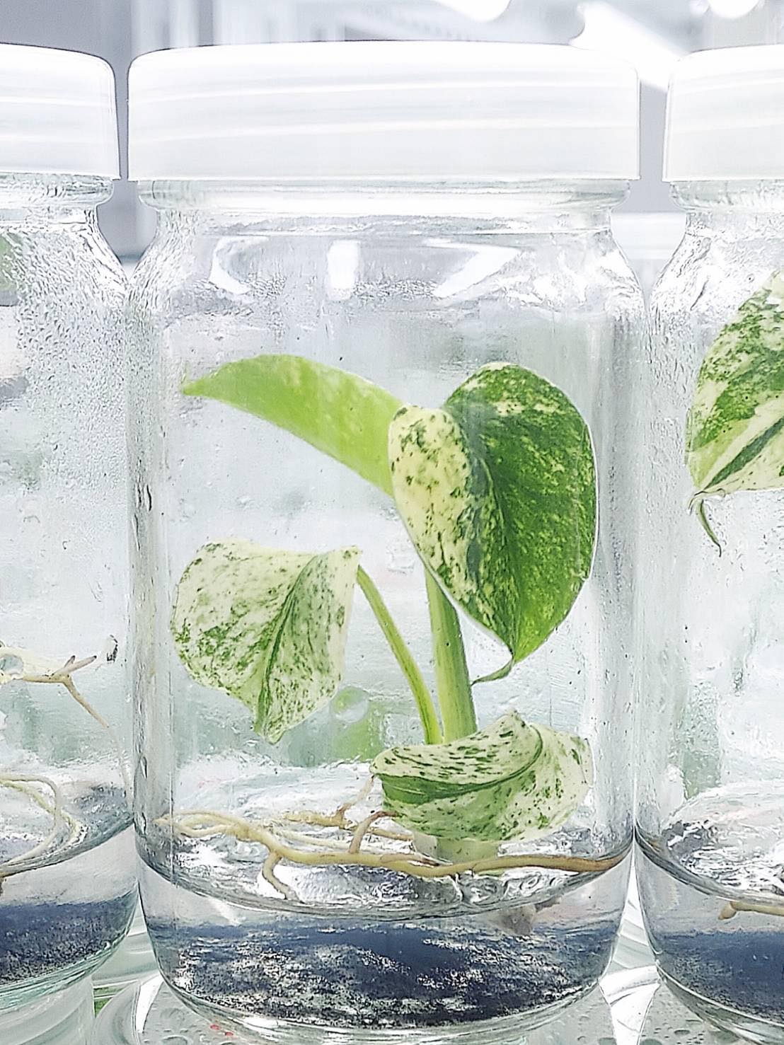 Monstera Mint TC – Toltec Plants