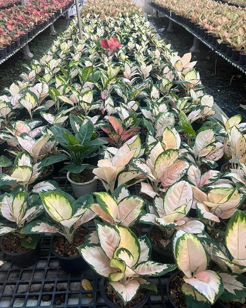 Aglaonema Neon