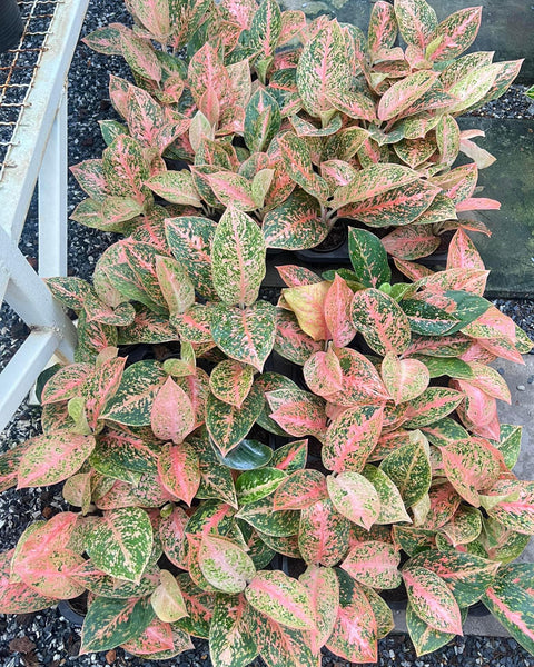 Aglaonema Orange Stardust