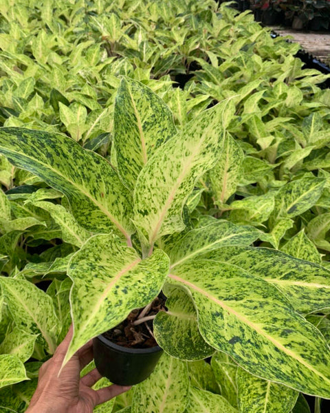 Aglaonema Sun Drop