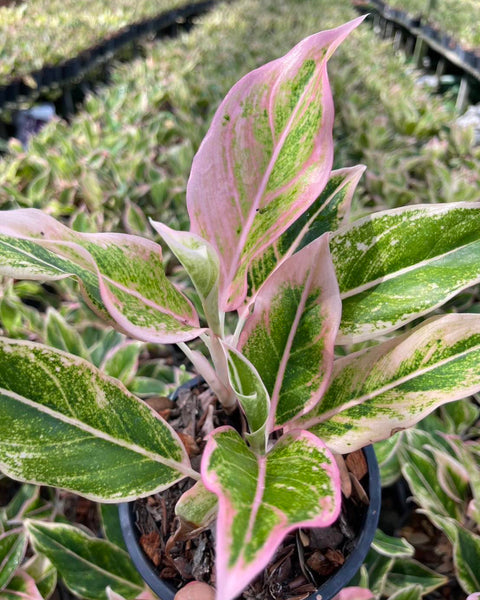 Aglaonema Pink