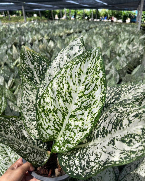 Aglaonema World Heritage