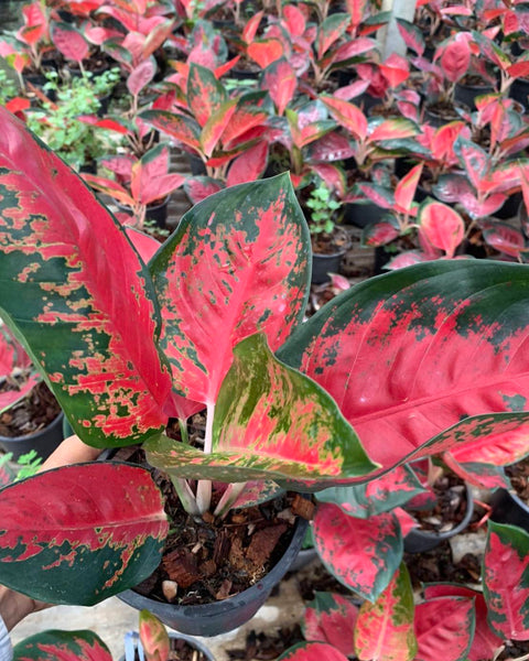 Aglaonema Suksom Jaipong