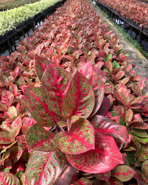 Aglaonema Red