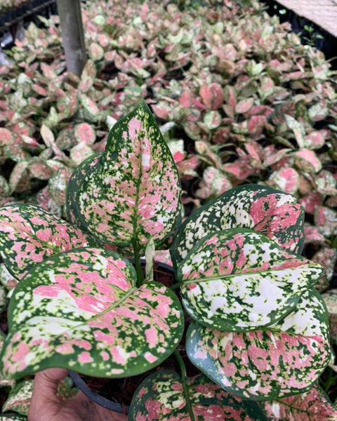 Aglaonema Tricolor