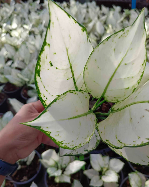 Aglaonema Super White