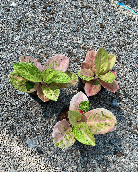 Aglaonema Rainbow Compact Variegated