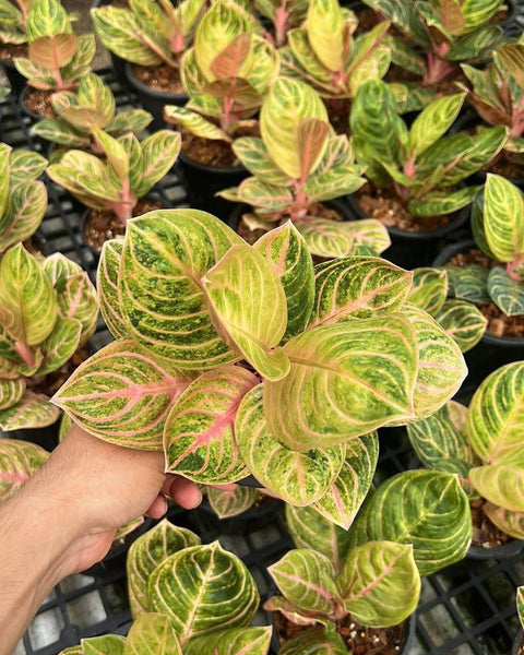 Aglaonema Siam Perfect
