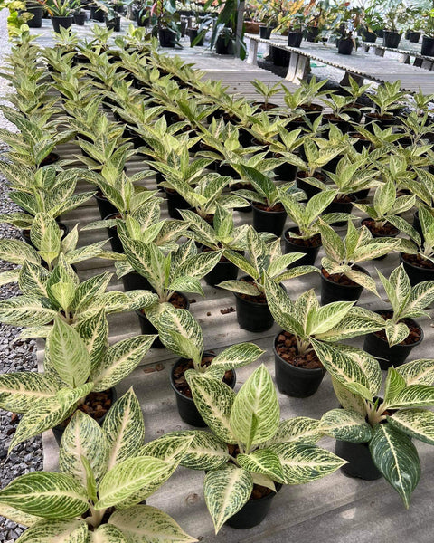 Aglaonema White Lagacy