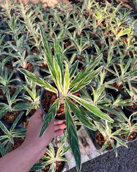 Aglaonema Bai Keaw