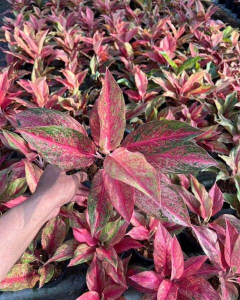 Aglaonema Red Moon