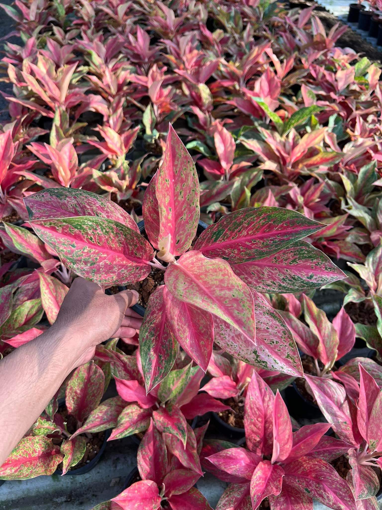 aglaonema rouge Aglaonema Red Moon – Toltec Plants