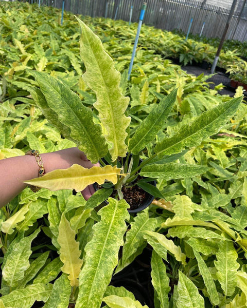Philodendron Golden Crocodile