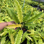 Philodendron Golden Crocodile