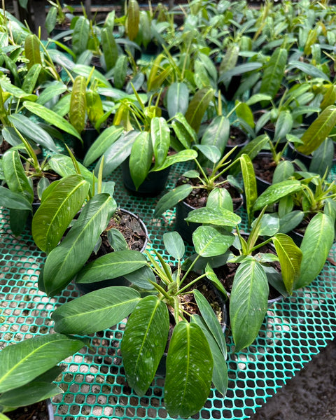 Philodendron Patriciae
