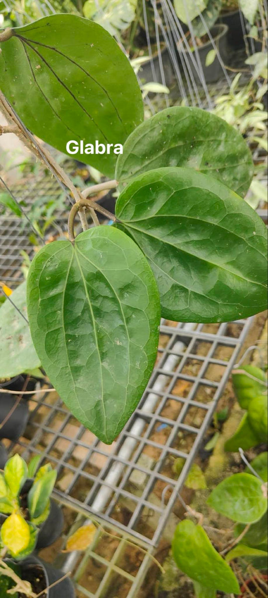 Hoya Glabra