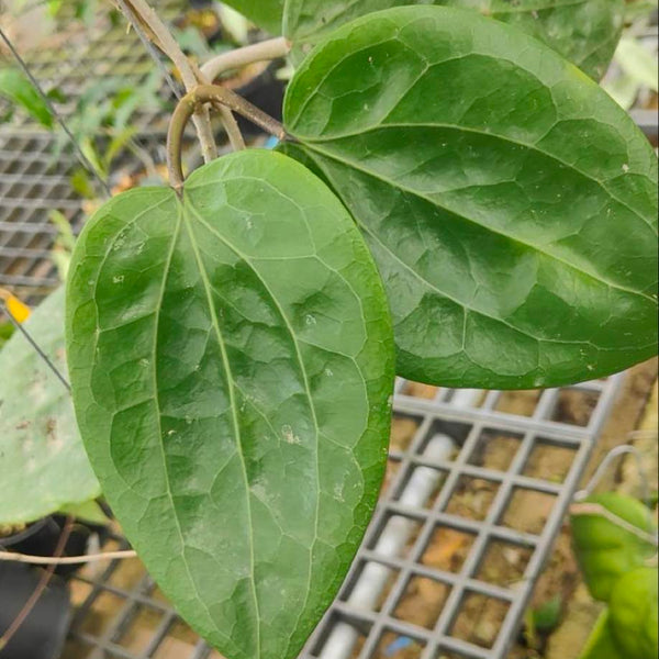 Hoya Glabra