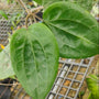 Hoya Glabra