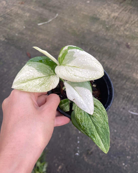 Scindapsus Treubii Moonlight Albo variegated