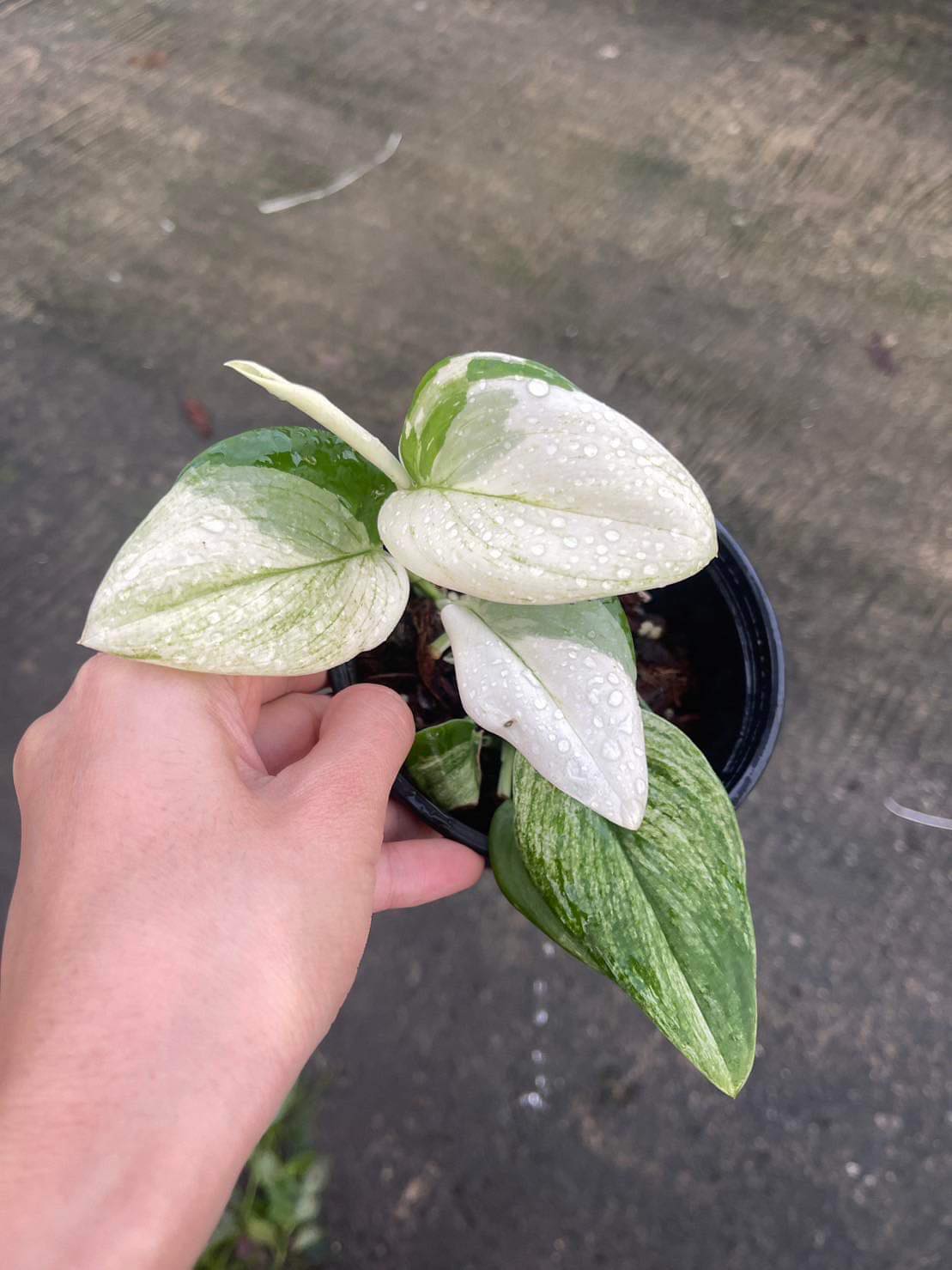 treubii moonlight pothos Scindapsus Treubii Moonlight Albo variegated