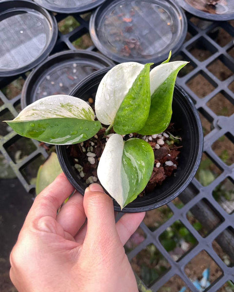 Scindapsus Treubii Moonlight Albo variegated