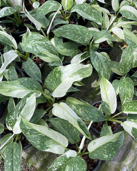 Philodendron Jose Bueno Variegated