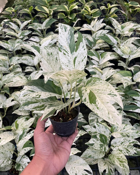 Epipremnum - Marble - Variegated - Wholesale
