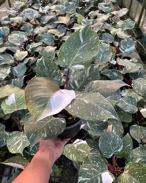 Philodendron White Knight Marble