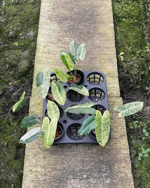 Philodendron Burle Marx (Mint) Variegated