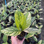 Monstera - Ssp. Peru - Variegated - Wholesale